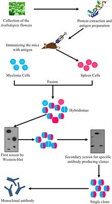 A Strategy for Screening Monoclonal Antibodies for Arabidopsis Flowers